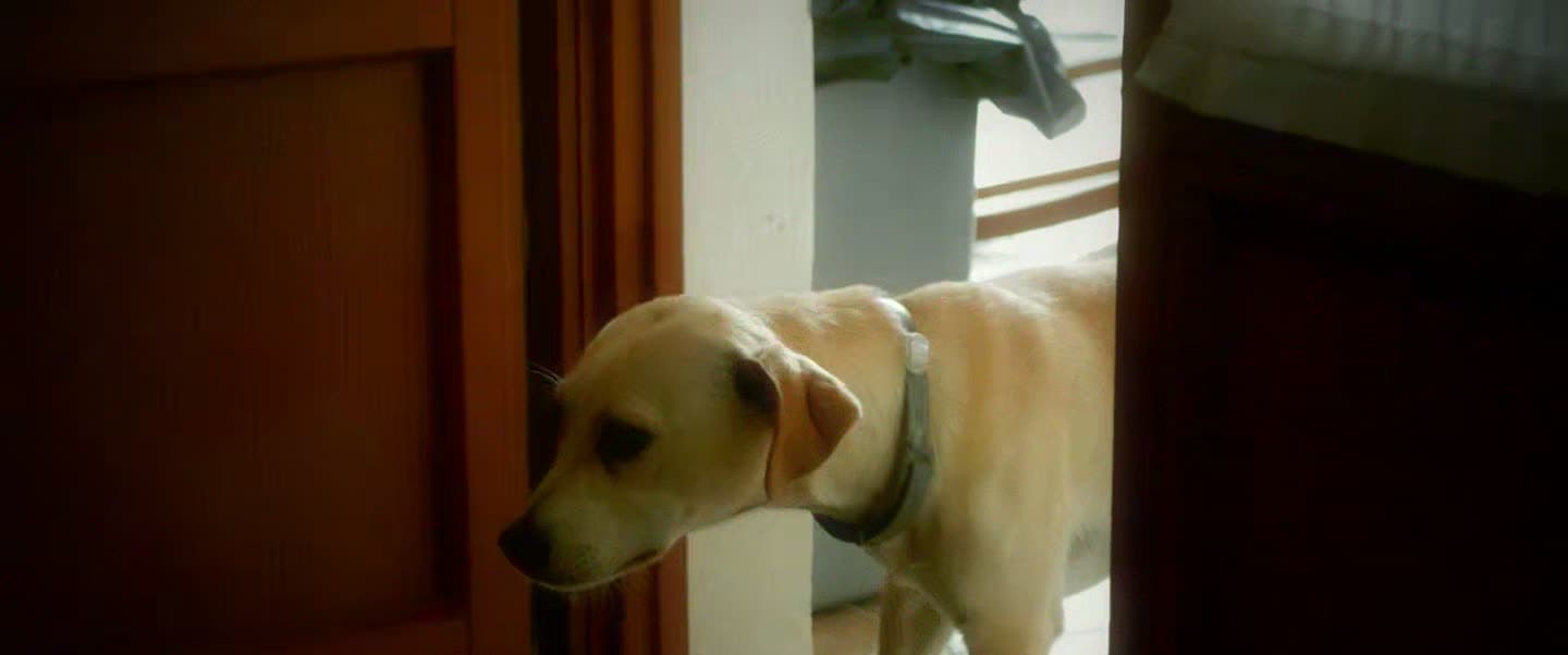 Un perro asoma por una puerta: plano del vídeo de ejemplo montado con Umbra